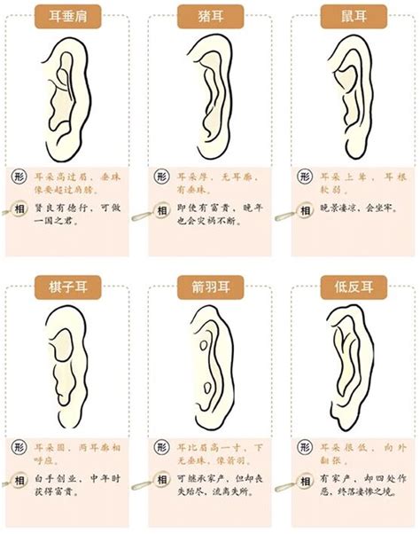 耳垂外翻|面相耳朵图解【最详细版】 – 杨易德全集官网